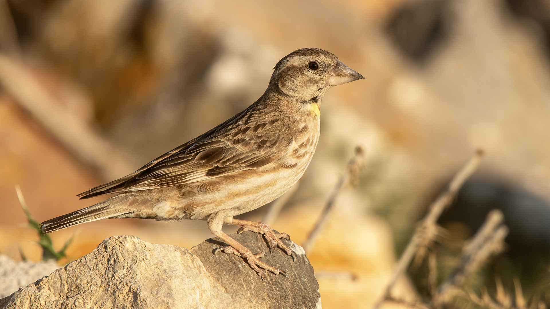 Rock Sparrow
